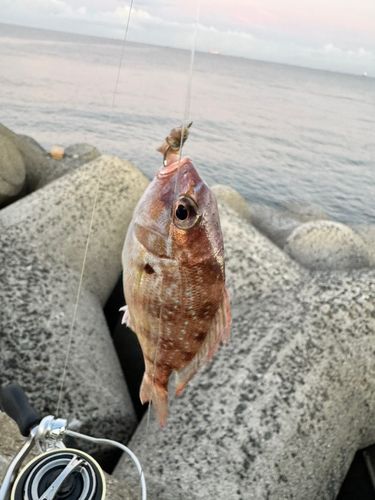 チャリコの釣果
