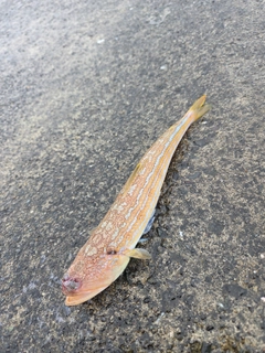 エソの釣果
