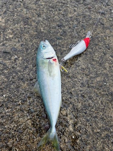 ワカシの釣果