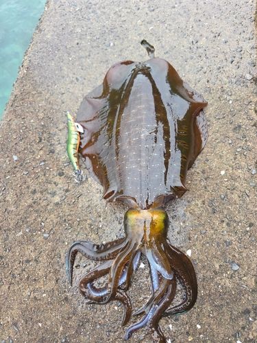 アオリイカの釣果