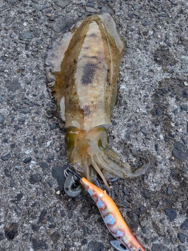 アオリイカの釣果