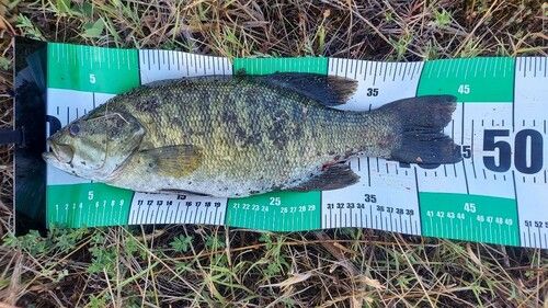 スモールマウスバスの釣果