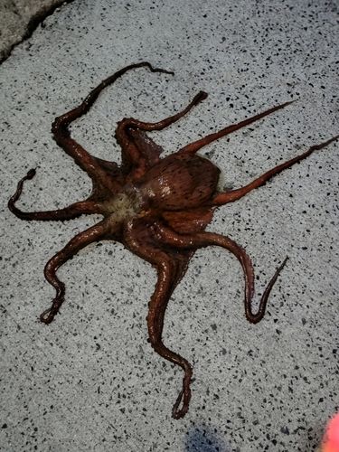 タコの釣果