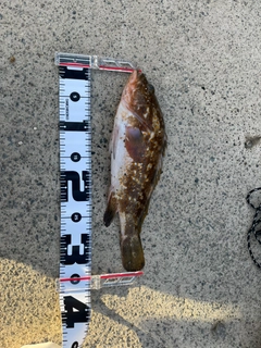 キジハタの釣果