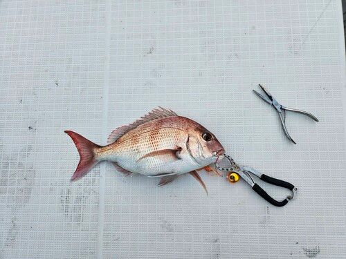 マダイの釣果