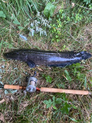 ライギョの釣果