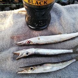 カマス