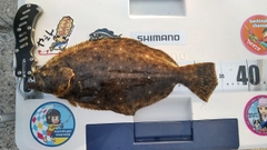 ヒラメの釣果