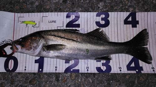 シーバスの釣果