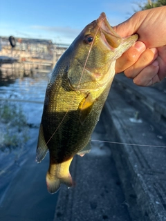 ラージマウスバスの釣果