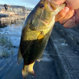 ラージマウスバス