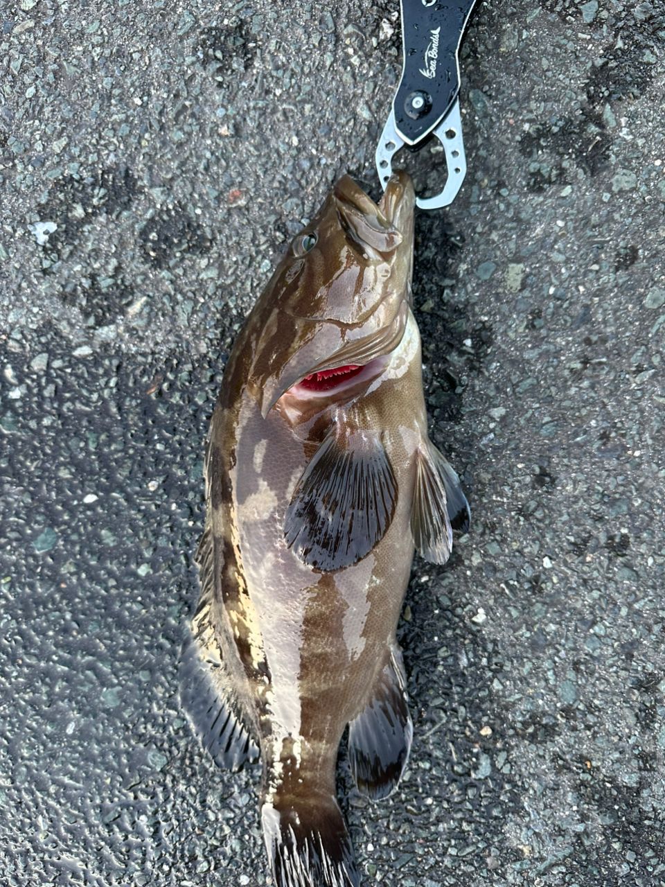 クエ