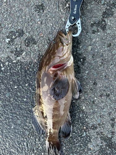 クエの釣果