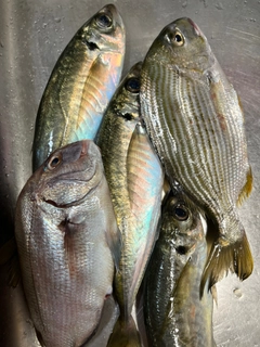 ヘダイの釣果