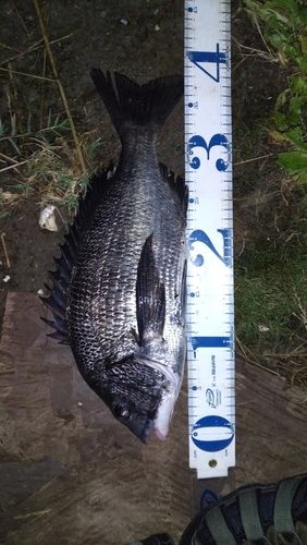 クロダイの釣果