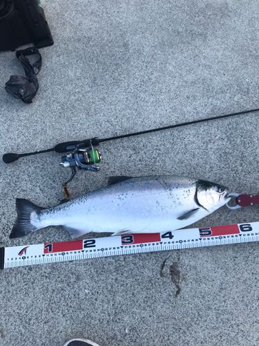 ギンザケの釣果
