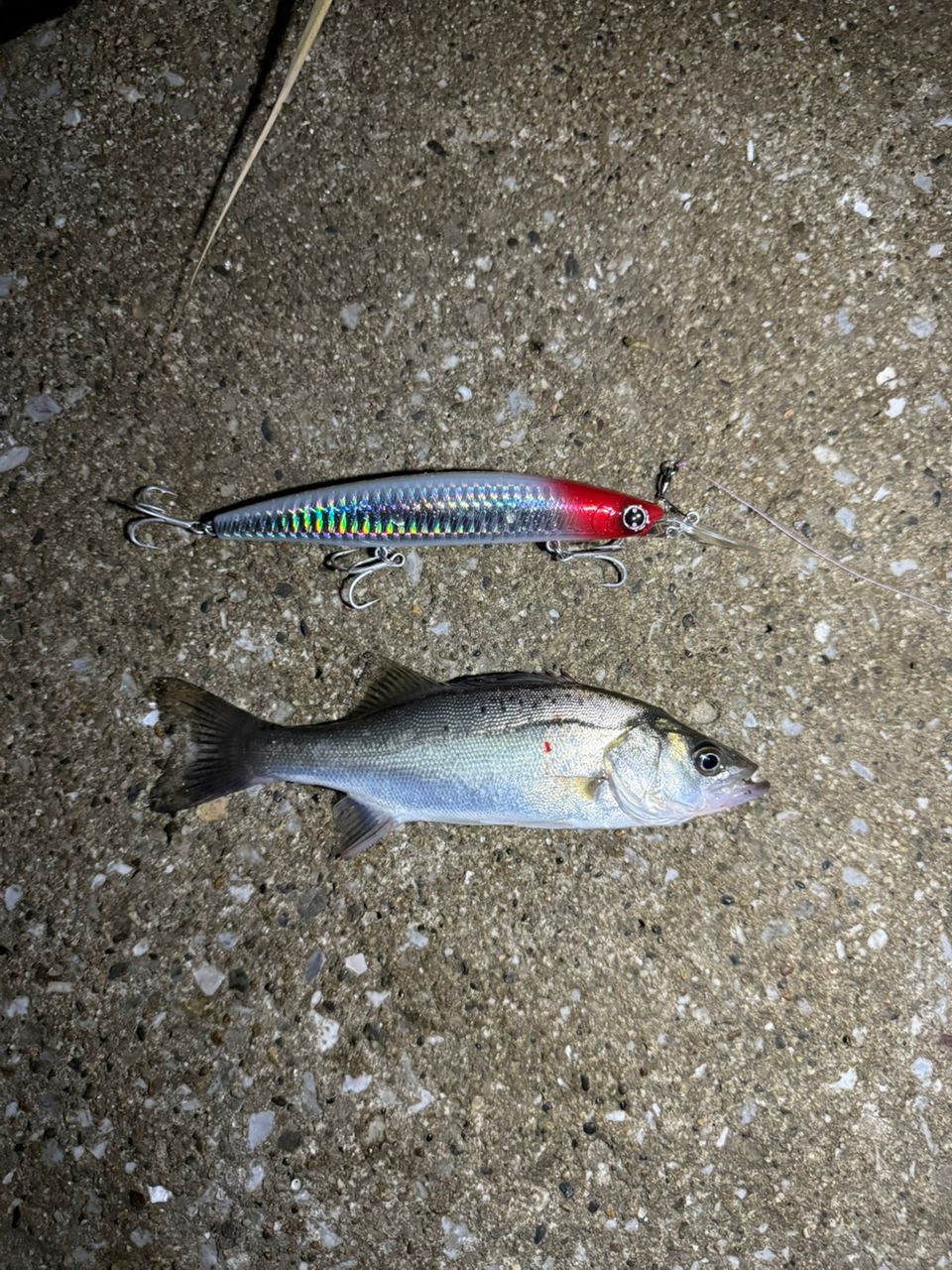 SHIMANO 23ディアルーナ S80MHの最安値・インプレ・釣果 | 本音