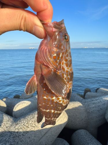 キジハタの釣果