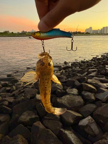 ウロハゼの釣果