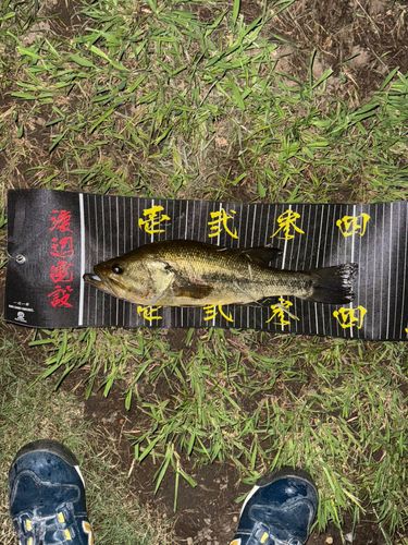 ラージマウスバスの釣果