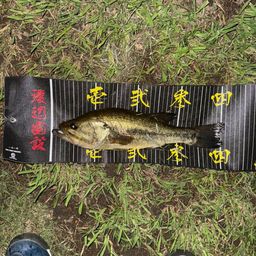 ラージマウスバス