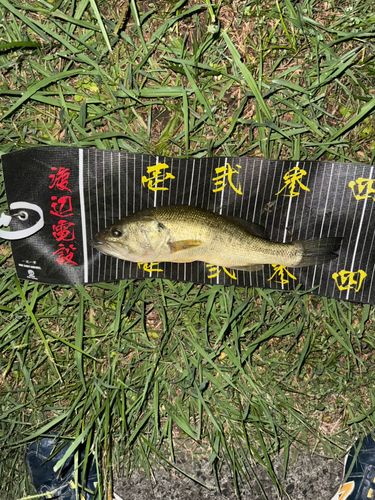 ラージマウスバスの釣果