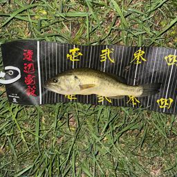 ラージマウスバス