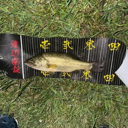 ラージマウスバス