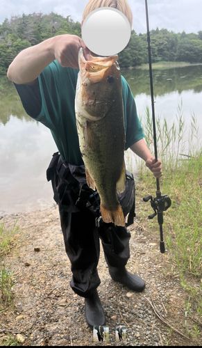 ブラックバスの釣果