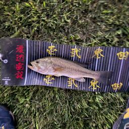 ラージマウスバス