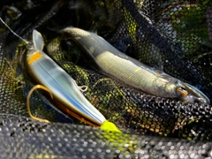 アユの釣果