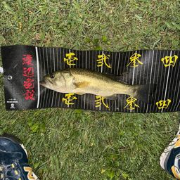 ラージマウスバス