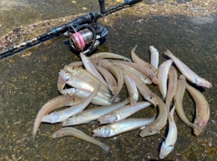 シロギスの釣果
