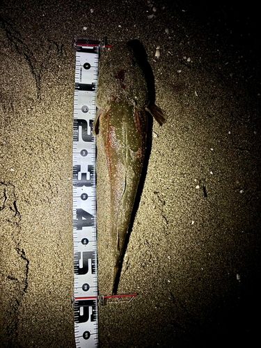 マゴチの釣果