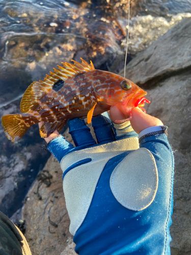 キジハタの釣果
