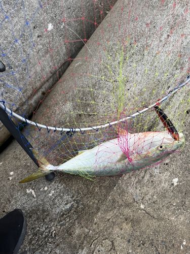 イナダの釣果