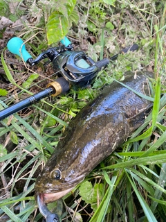 ライギョの釣果