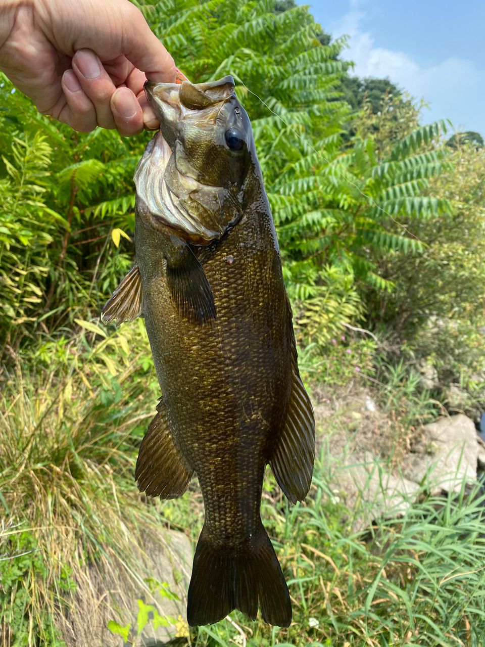 【極美品】Major Craft Finetail FAX-S5102L PLAT/majorcraft fine tail area models solid tip fax s5102l