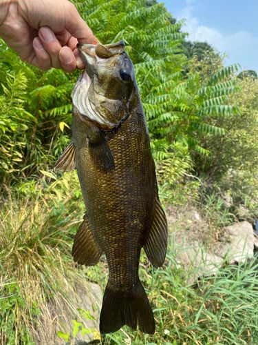 スモールマウスバス