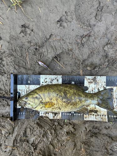 スモールマウスバスの釣果