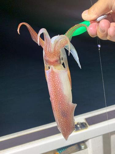 ケンサキイカの釣果