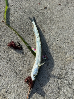 ダツの釣果