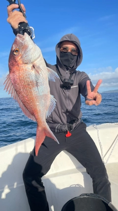 マダイの釣果