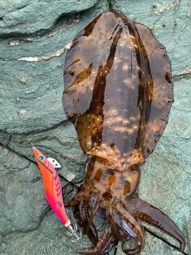 アオリイカの釣果