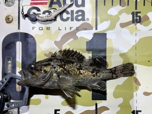 クロソイの釣果