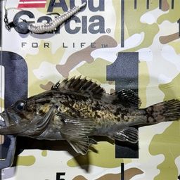 クロソイ