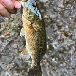 スモールマウスバス