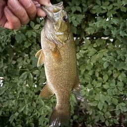 スモールマウスバス