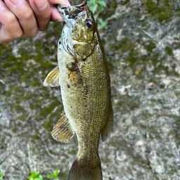 スモールマウスバス