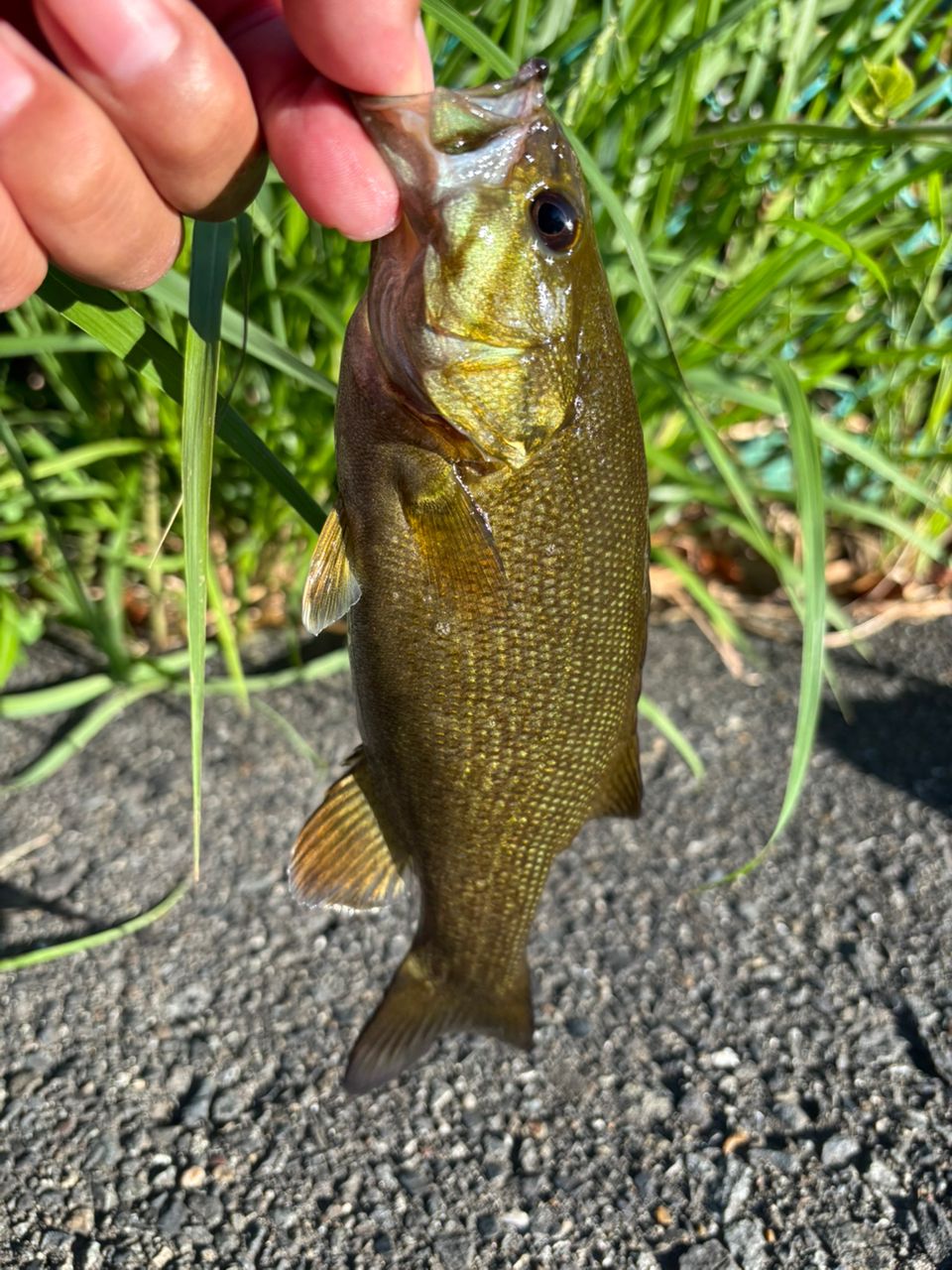 スモールマウスバス